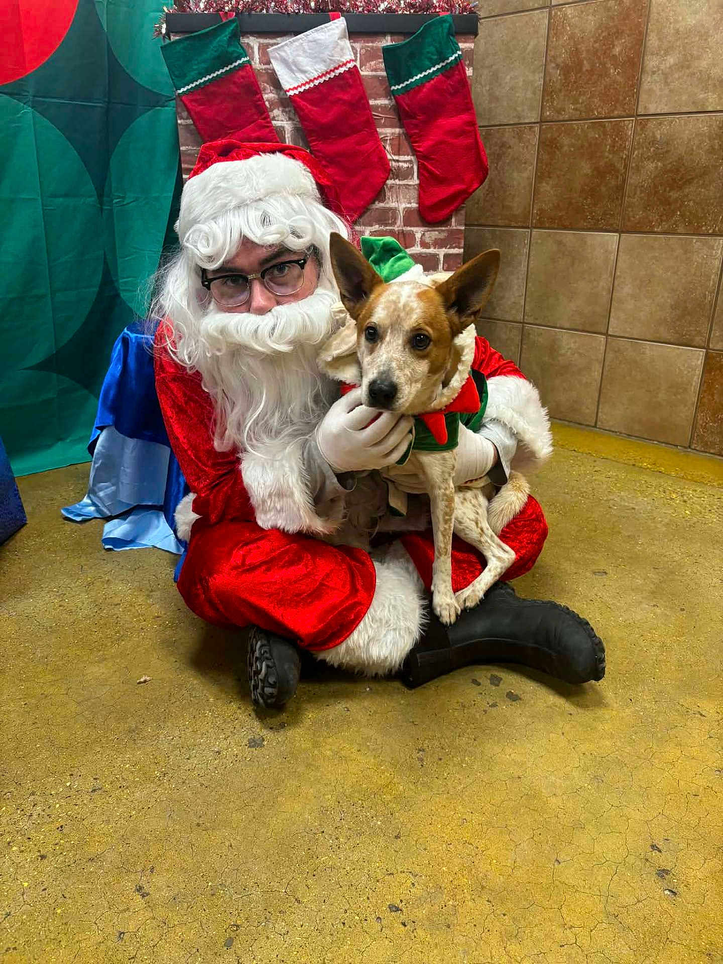 Buddy Boy joined the competition — help win amazing prizes! person, dog, santa_claus_costume, christmas_stockings, holiday, indoor, brick_wall, tiled_wall, yellow_floor, festive, glasses, white_beard, red_clothing, green_costume, elf_costume, pet, seated, looking_at_camera, decorations, floor