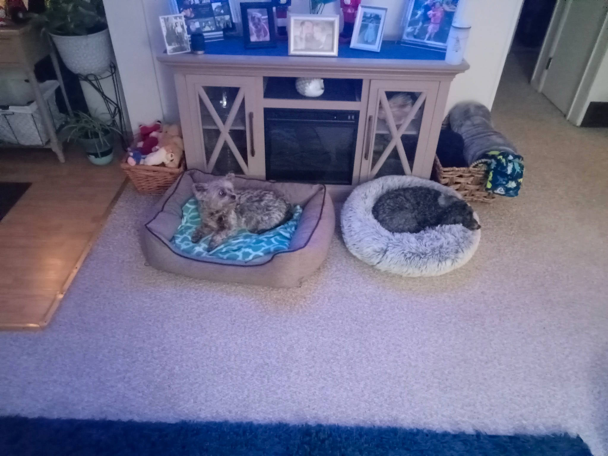 Baxter joined the competition — help win amazing prizes! blue, cabinetry, carnivore, cat, cat_supply, comfort, felidae, floor, flooring, flowerpot, hardwood, houseplant, plant, room, shelf, shelving, small_to_medium_sized_cats, tail, whiskers, wood