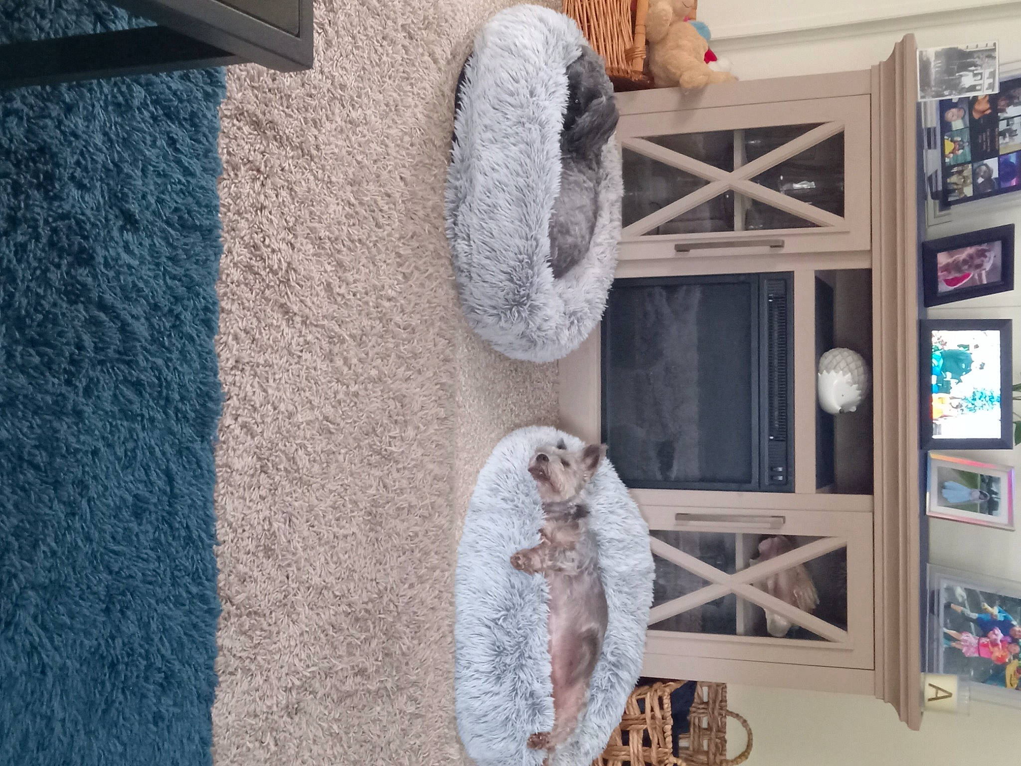 Baxter is registered to the contest to win money with this photo: architecture, art, building, concrete, flooring, grey, house, photograph, picture_frame, plant, property, sculpture, shelf, statue, textile, tree, visual_arts, wall, window, wood