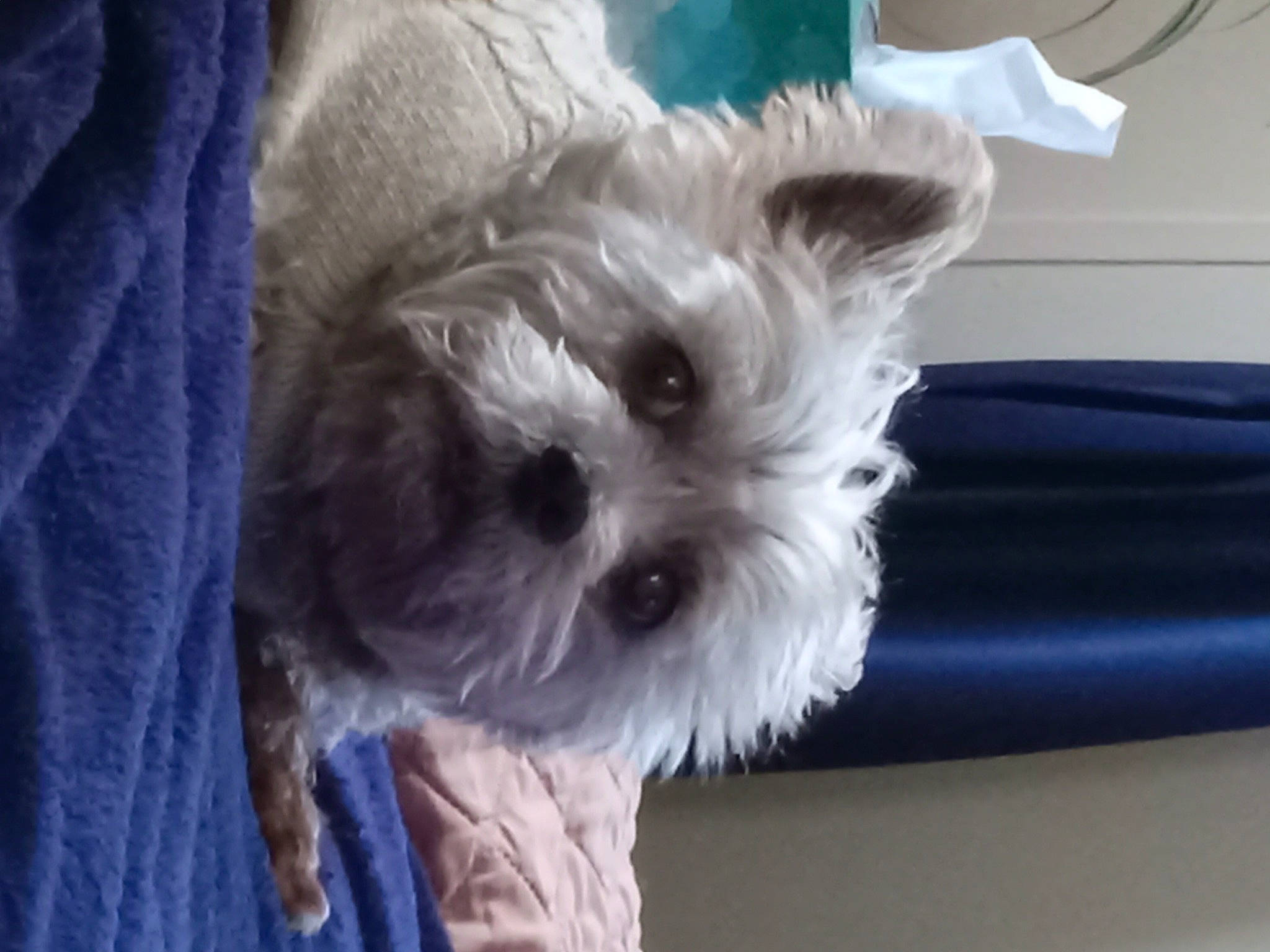 Baxter joined the competition — help win amazing prizes! biewer_terrier, canidae, carnivore, companion_dog, dog, dog_breed, dog_clothes, dog_supply, electric_blue, fawn, fur, non_sporting_group, puppy, small_terrier, snout, sporting_group, terrier, toy_dog, working_animal