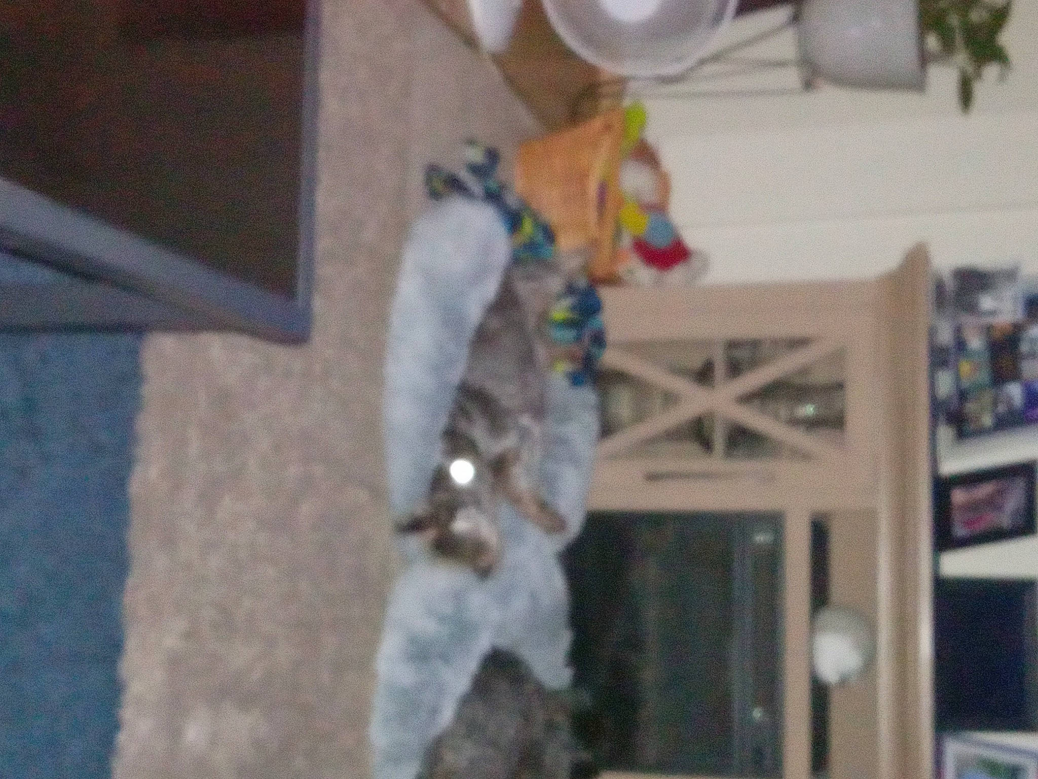 Baxter is registered to the contest to win money with this photo: canidae, companion_dog, dog_breed, event, flooring, fun, fur, room, sporting_group, tail, toy, visual_arts, wood