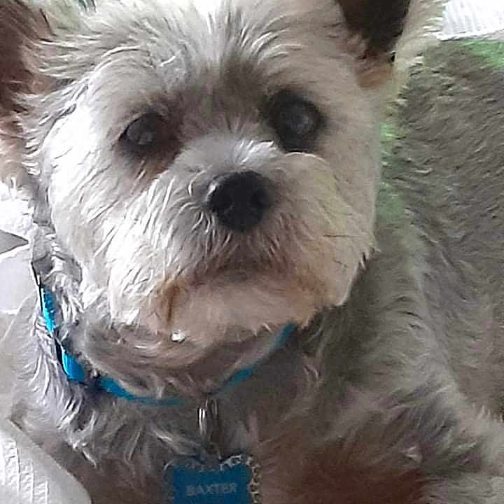 Baxter