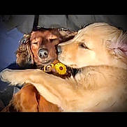 Finley N Tattertot joined the competition — help win amazing prizes! dog, snuggling, golden_dog, brown_dog, pets, cute, sleepy, closeup, animal, friendship, companions, fur, adorable, cuddle, laying_down, domestic_animal, nose, ears, face, resting