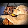 dog, snuggling, golden_dog, brown_dog, pets, cute, sleepy, closeup, animal, friendship, companions, fur, adorable, cuddle, laying_down, domestic_animal, nose, ears, face, resting