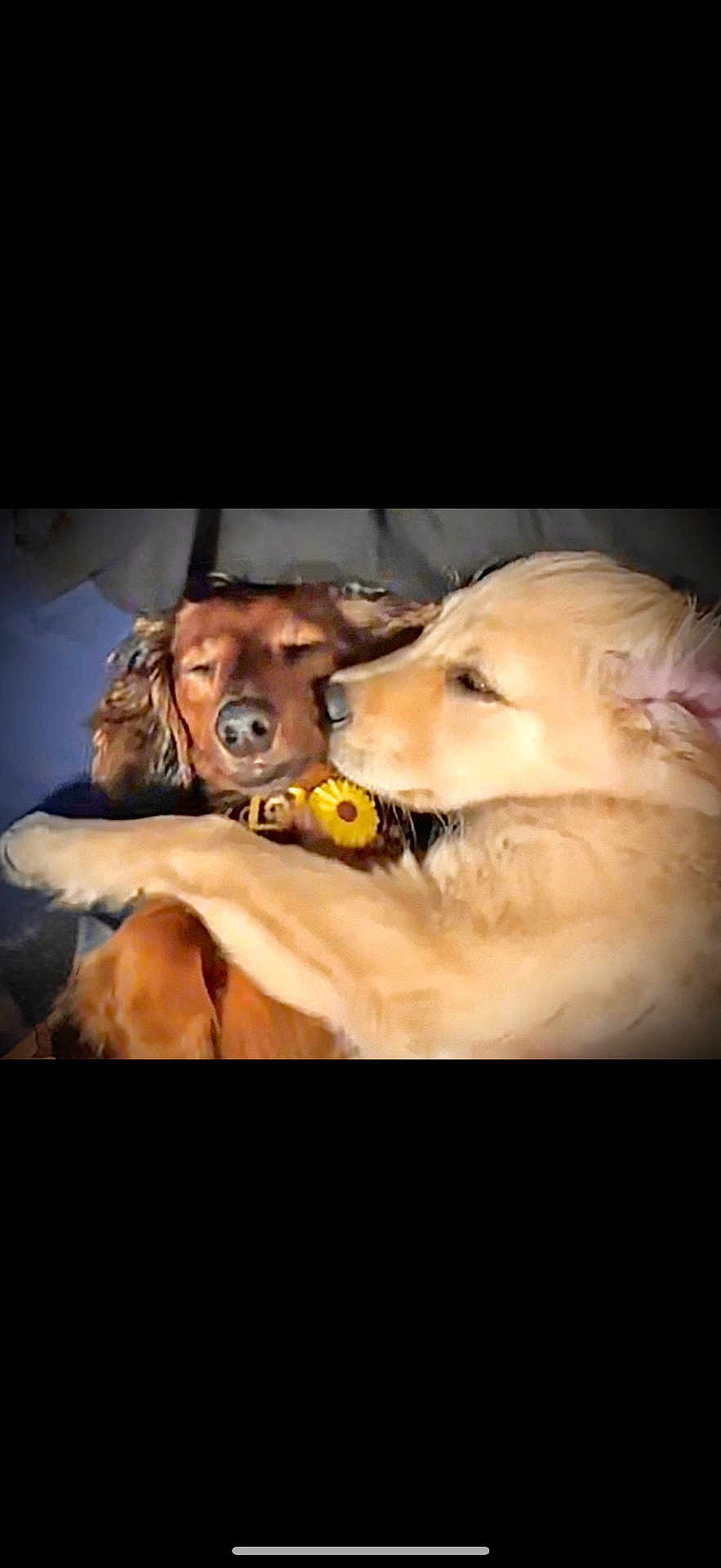 Finley N Tattertot joined the competition — help win amazing prizes! dog, snuggling, golden_dog, brown_dog, pets, cute, sleepy, closeup, animal, friendship, companions, fur, adorable, cuddle, laying_down, domestic_animal, nose, ears, face, resting