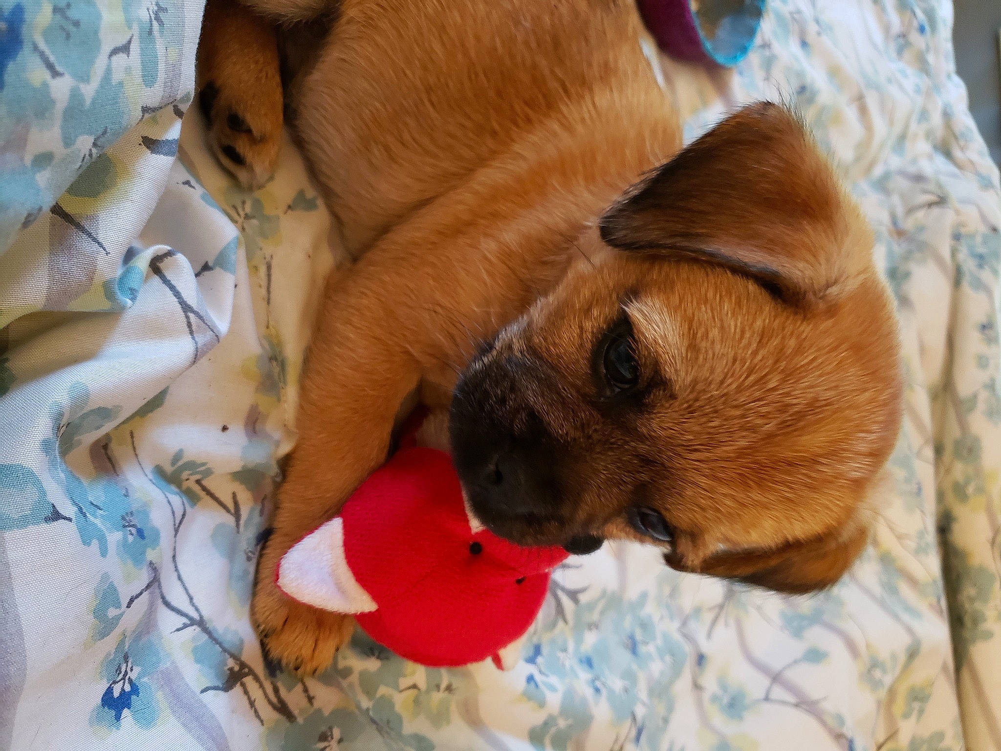 Benny is registered to the contest to win money with this photo: black_mouth_cur, canidae, carnivore, dog, dog_breed, fawn, mammal, puggle, puppy, puppy_love, snout
