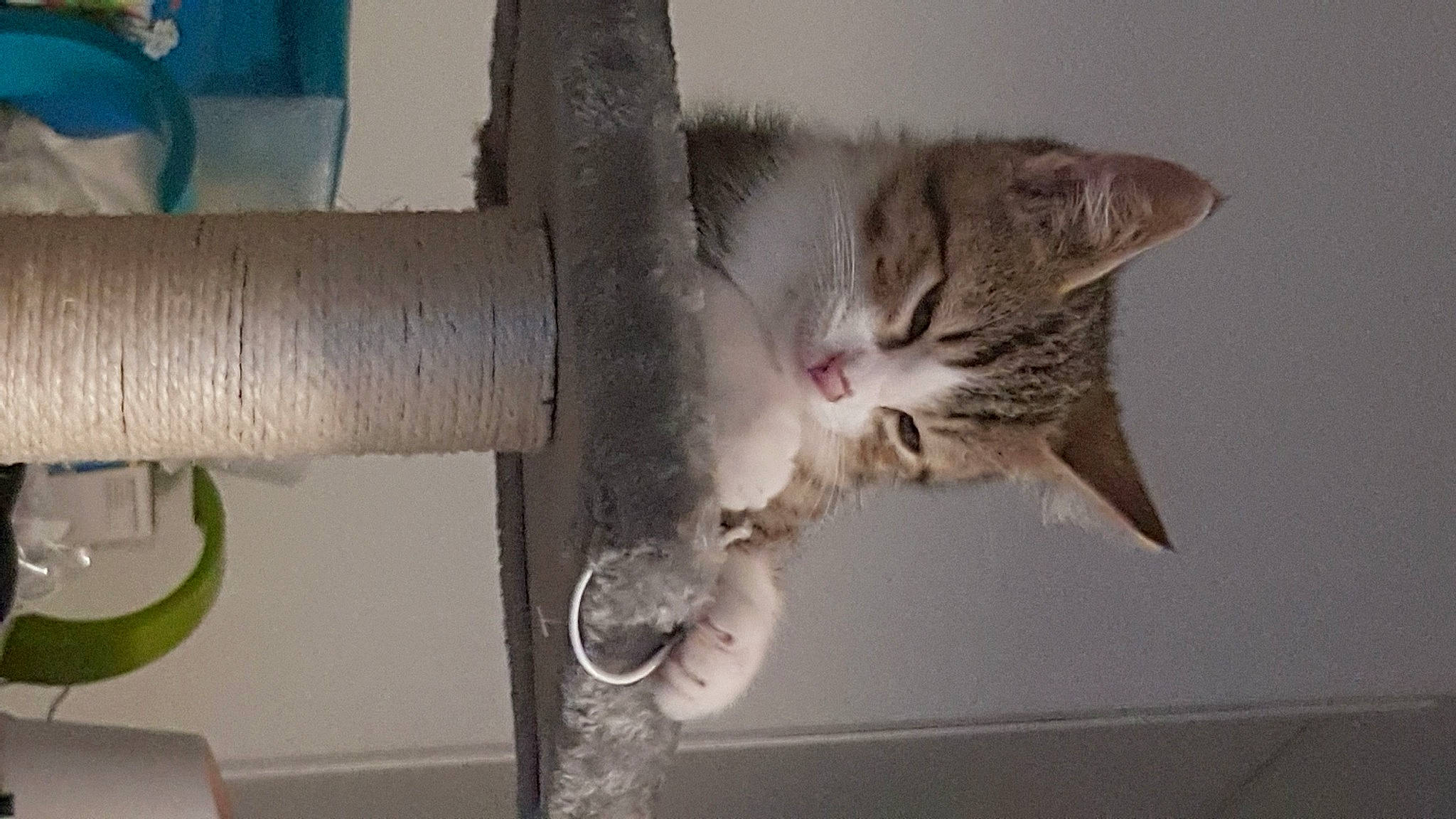 Jupiter participe au concours pour gagner de l'argent avec cette photo : aegean_cat, asian, australian_mist, carnivore, cat, domestic_short_haired_cat, dragon_li, european_shorthair, felidae, kitten, ocicat, polydactyl_cat, small_to_medium_sized_cats, tabby_cat, tail, whiskers