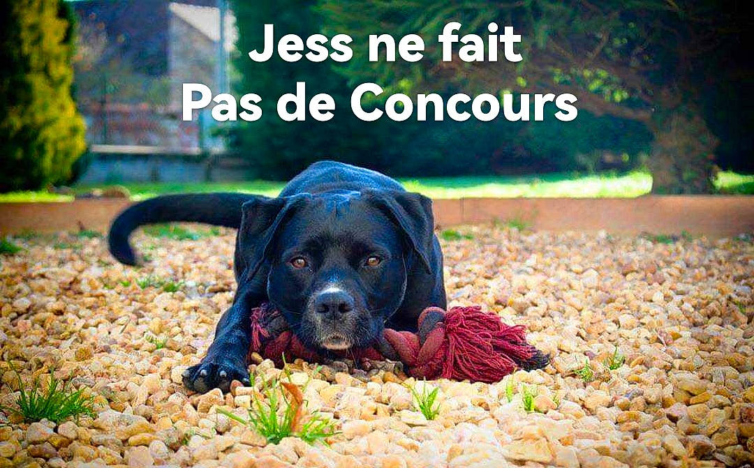 Jess participe au concours pour gagner de l'argent avec cette photo : canidae, carnivore, companion_dog, dog, dog_breed, font, grass, gun_dog, landscape, leisure, liver, photo_caption, plant, sitting, snout, soil, sporting_group, terrestrial_animal, tree, working_animal