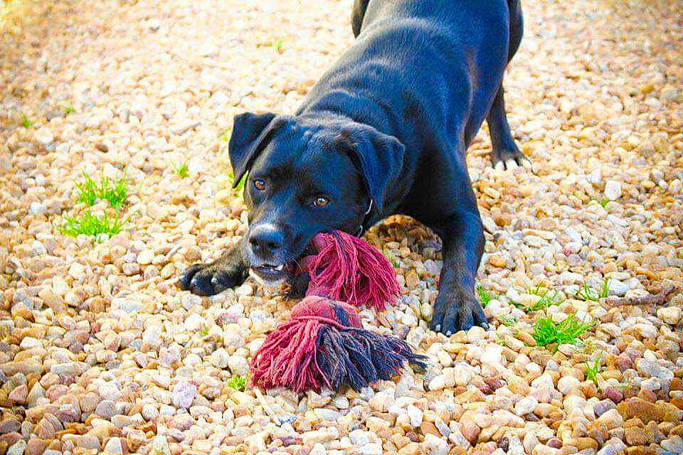 Jess participe au concours pour gagner de l'argent avec cette photo : aquarium, ball, canidae, carnivore, collar, companion_dog, dog, dog_breed, dog_collar, dog_supply, electric_blue, grass, guard_dog, pet_supply, plant, soil, tail, terrestrial_animal, working_animal, working_dog