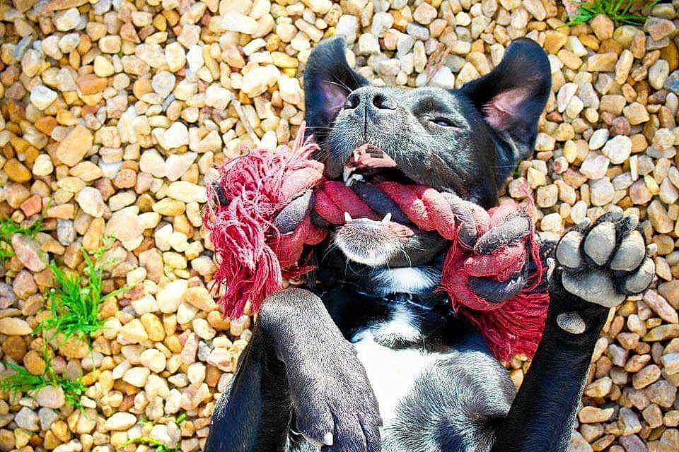 Jess participe au concours pour gagner de l'argent avec cette photo : art, canidae, carmine, carnivore, dog, dog_breed, fawn, felidae, fur, grass, lawn_ornament, plant, sculpture, small_to_medium_sized_cats, snout, sporting_group, tail, terrestrial_animal, whiskers, wood