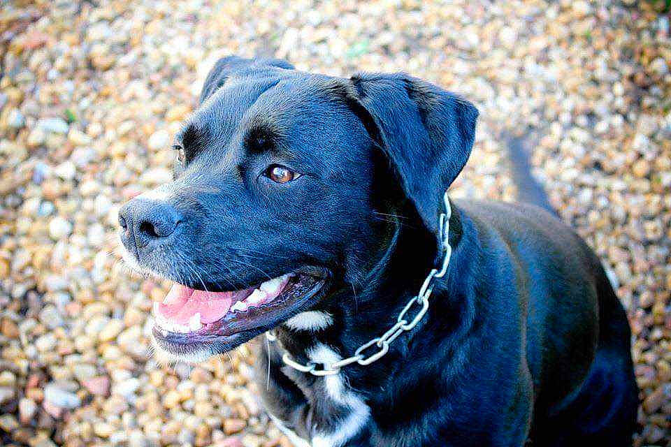 Jess participe au concours pour gagner de l'argent avec cette photo : borador, canidae, carnivore, collar, companion_dog, dog, dog_breed, dog_collar, electric_blue, fashion_accessory, fur, grass, gun_dog, leash, plant, snout, sporting_group, whiskers, working_animal, working_dog