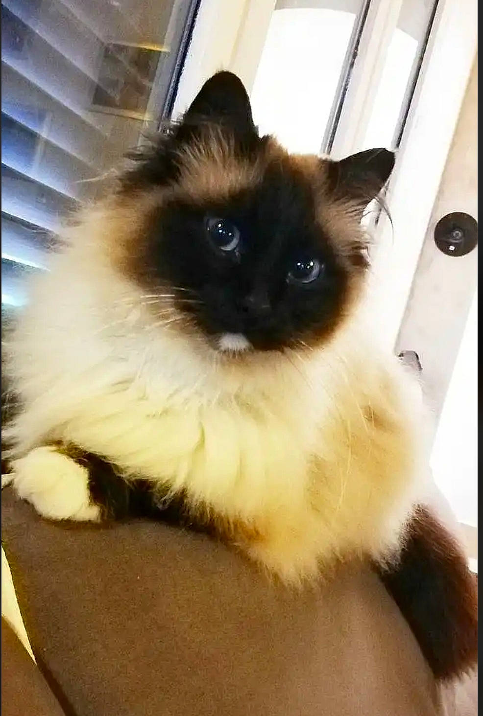 Camille a rejoint le concours — aidez-le/la à gagner de superbes lots ! balinese, birman, carnivore, cat, fawn, felidae, fur, ragdoll, rectangle, siamese, small_to_medium_sized_cats, snout, terrestrial_animal, thai, tints_and_shades, whiskers