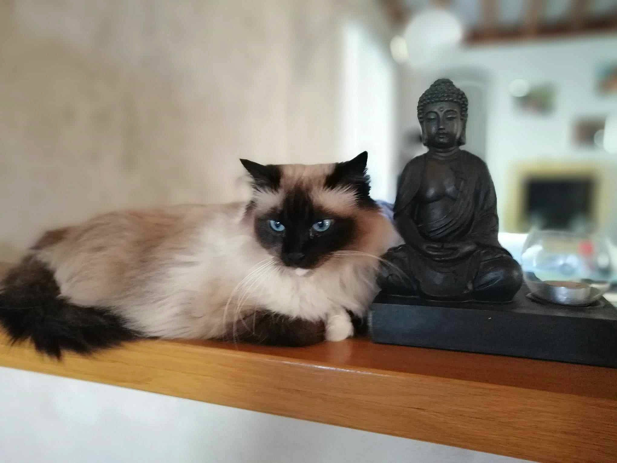 Camille a rejoint le concours — aidez-le/la à gagner de superbes lots ! balinese, birman, carnivore, cat, fawn, felidae, fur, sculpture, siamese, small_to_medium_sized_cats, table, tail, toy, whiskers
