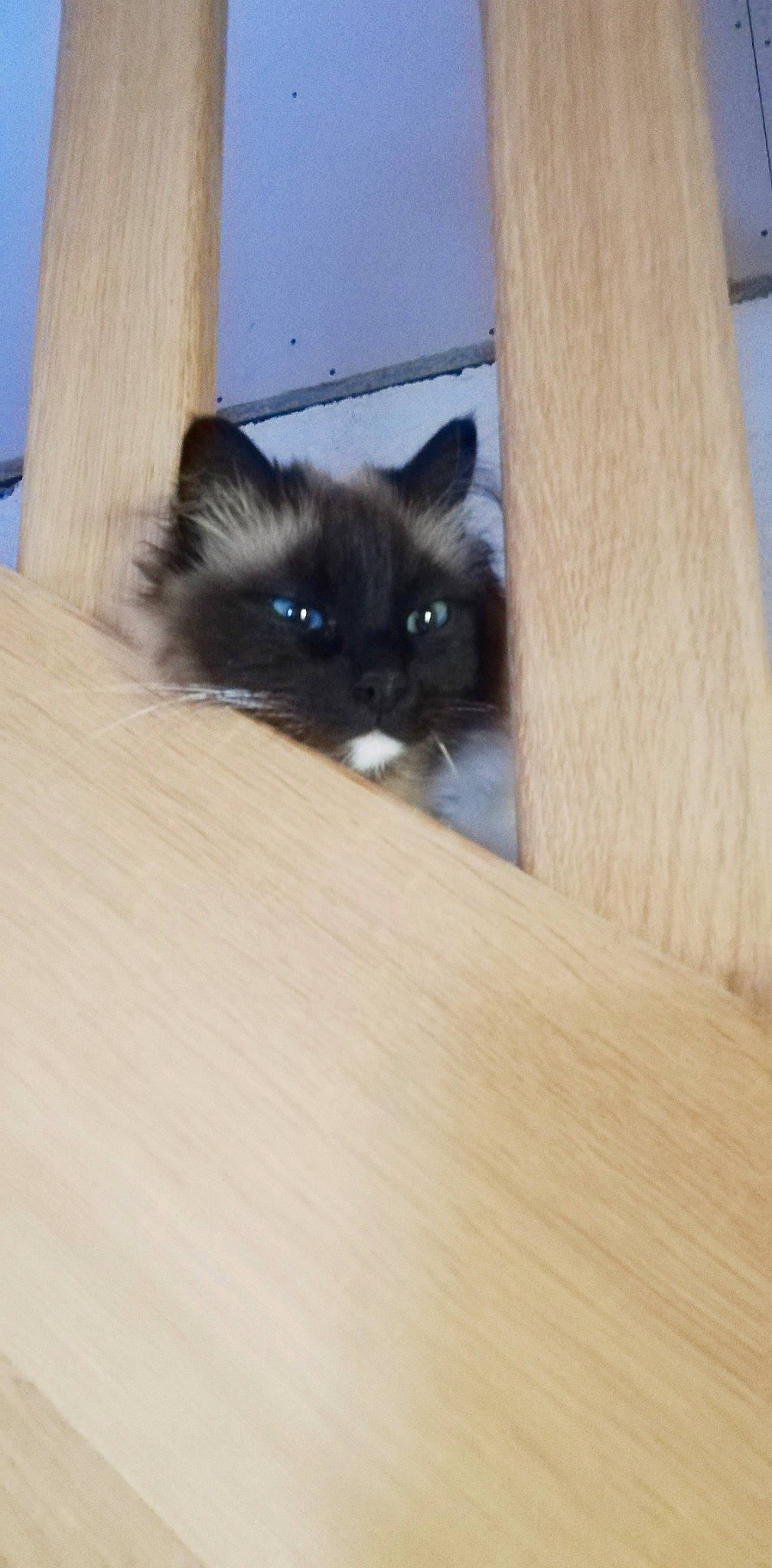 Camille a rejoint le concours — aidez-le/la à gagner de superbes lots ! birman, carnivore, cat, fawn, felidae, flooring, fur, hardwood, plywood, siamese, small_to_medium_sized_cats, snout, tail, varnish, whiskers, wood, wood_flooring, wood_stain