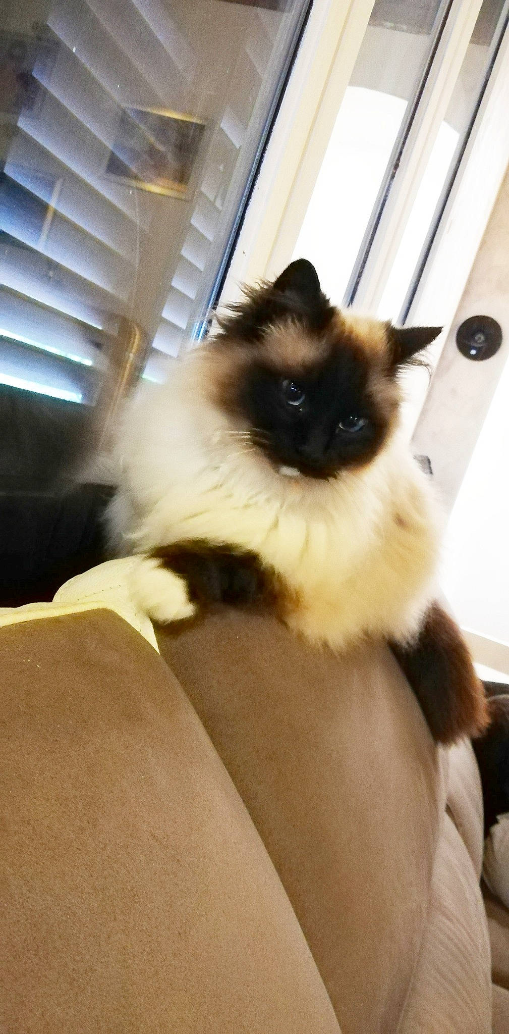 Camille participe au concours pour gagner de l'argent avec cette photo : balinese, birman, carnivore, cat, fawn, felidae, fur, natural_material, ragdoll, siamese, small_to_medium_sized_cats, snout, terrestrial_animal, whiskers