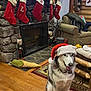 dog, husky, santa_hat, fireplace, stockings, nutcracker, wood_floor, rug, cabin, christmas_lights, couch, log_walls, television, decorations, holiday, smiling, pet, indoor, festive, cozy
