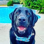 dog, labrador, black_dog, bow_tie, pet, animal, outdoor, pool, water, smiling, happy, canine, collar, tongue, teeth, portrait, greenery, summer, sunny, close_up