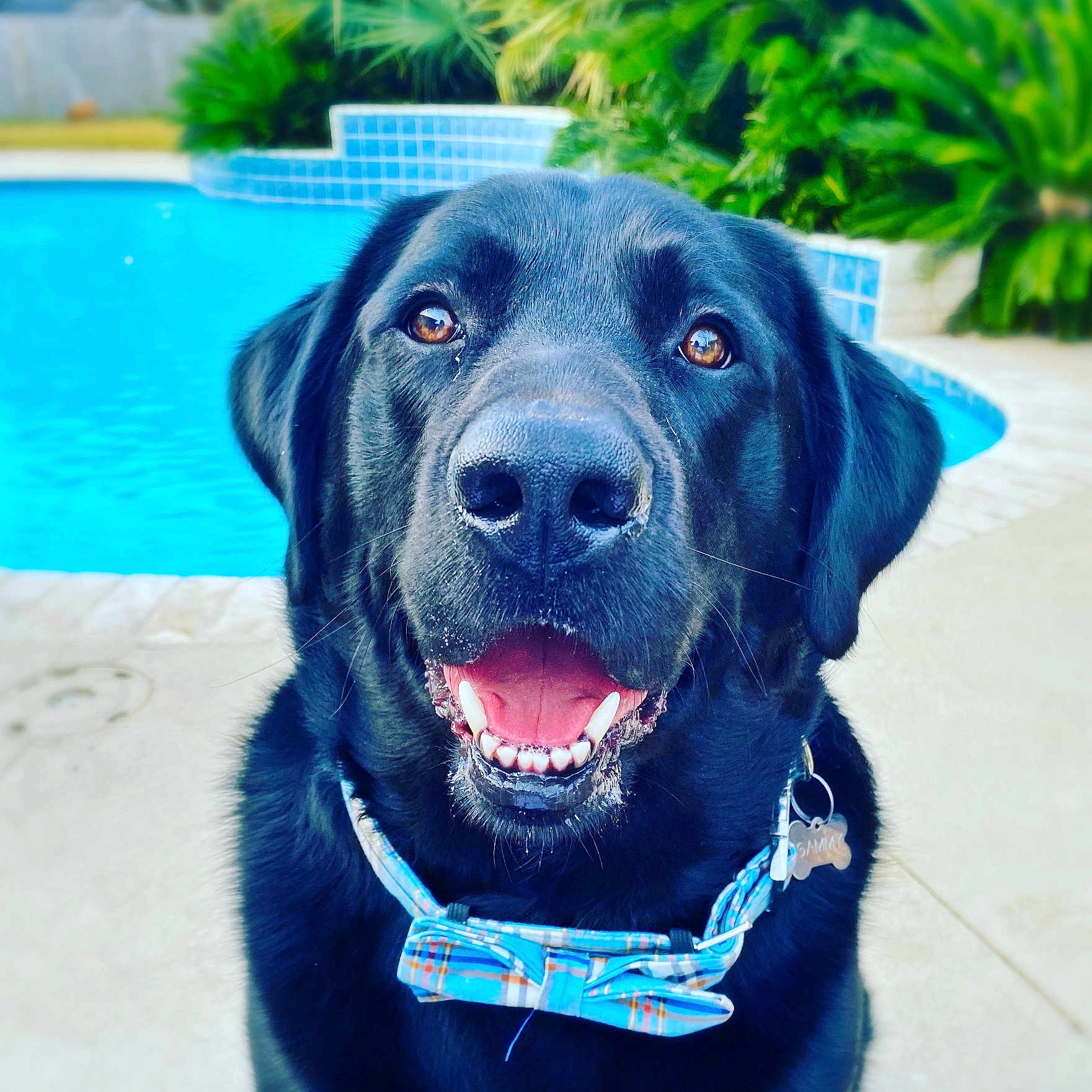 Sammy Evans joined the competition — help win amazing prizes! animal, black_dog, bow_tie, canine, close_up, collar, dog, greenery, happy, labrador, outdoor, pet, pool, portrait, smiling, summer, sunny, teeth, tongue, water