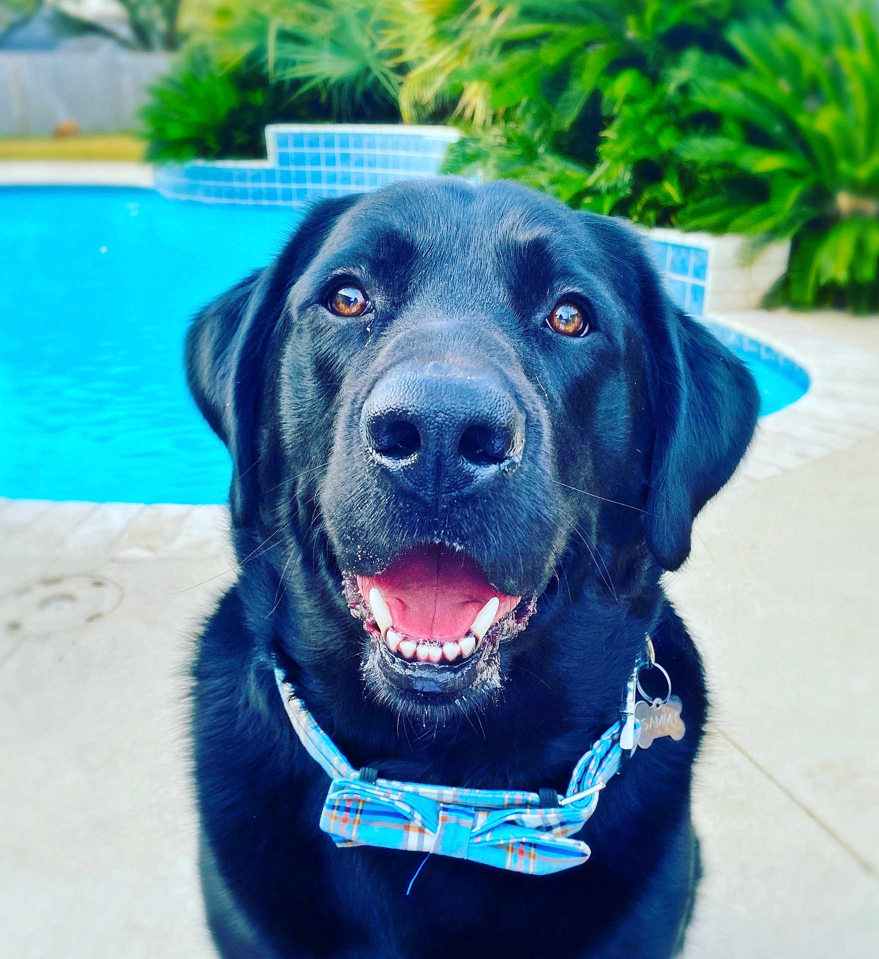 Sammy Evans joined the competition — help win amazing prizes! dog, labrador, black_dog, bow_tie, pet, animal, outdoor, pool, water, smiling, happy, canine, collar, tongue, teeth, portrait, greenery, summer, sunny, close_up