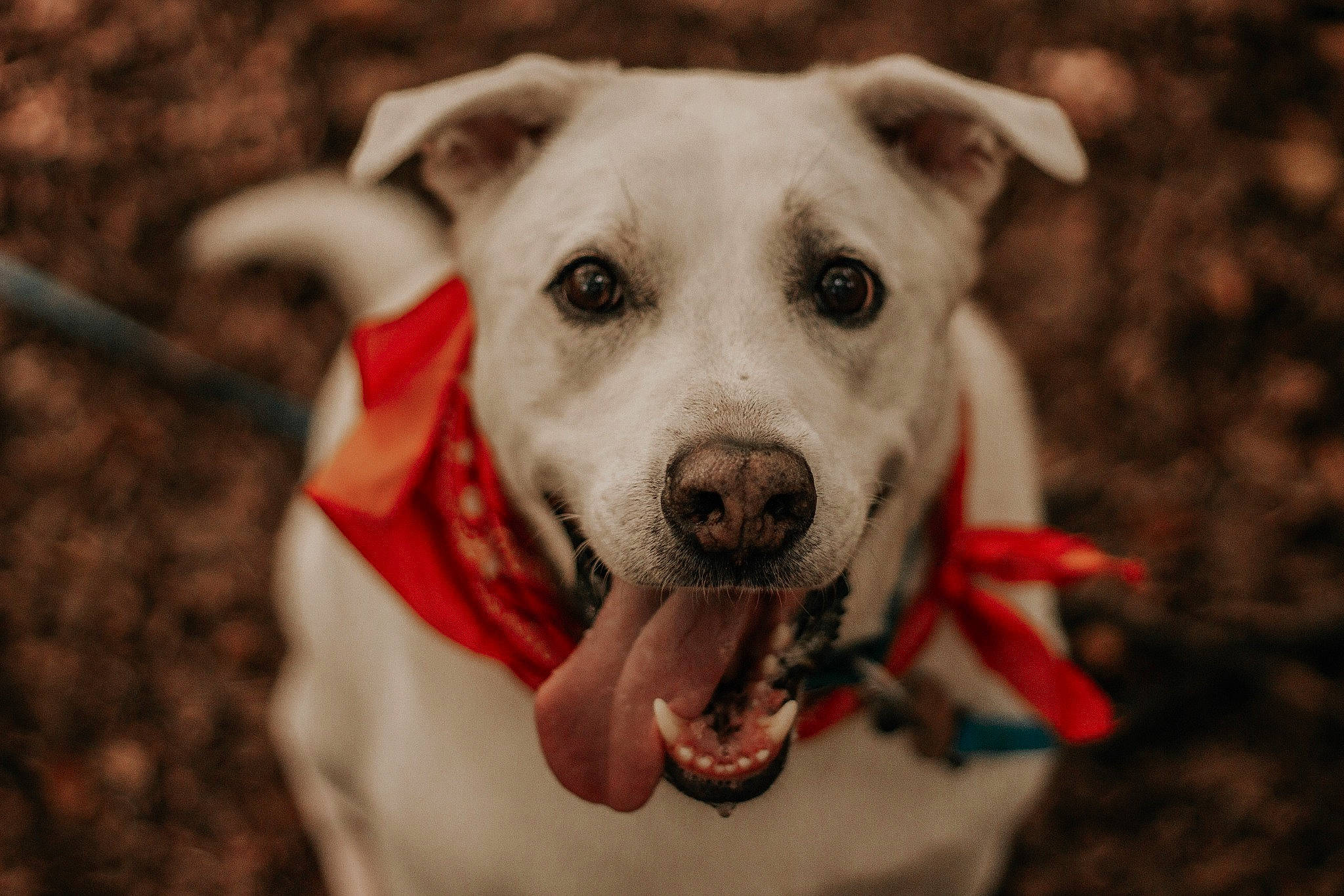 Noxy a rejoint le concours — aidez-le/la à gagner de superbes lots ! adventure, canidae, carnivore, collar, companion_dog, dog, dog_breed, dog_collar, fawn, flash_photography, fur, grass, happy, leash, non_sporting_group, plant, snout, sporting_group, whiskers, working_animal