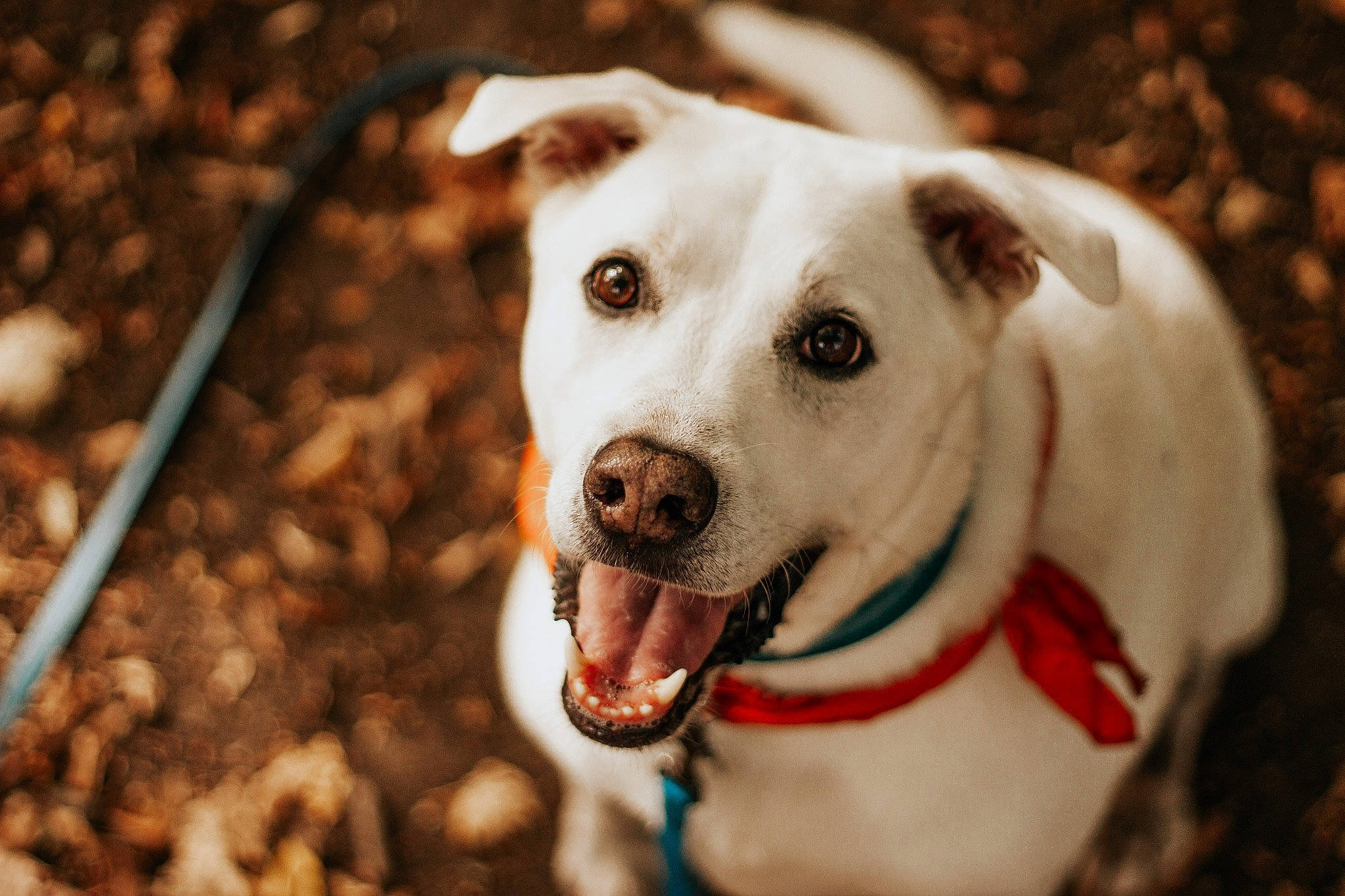 Noxy participe au concours pour gagner de l'argent avec cette photo : canidae, carnivore, collar, companion_dog, dog, dog_breed, dog_collar, dog_supply, ear, eye, fawn, flash_photography, fur, happy, leash, pet_supply, snout, sporting_group, whiskers, working_animal