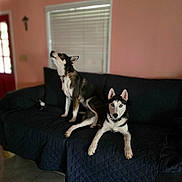 Bella And Husky joined the competition — help win amazing prizes! dog, pets, couch, indoor, window, quilted_blanket, floor_tiles, collar, black_and_white, brown_and_white, ears, sitting, lying_down, blue_eyes, domestic, room_interior, door, window_blinds, relaxing, animal