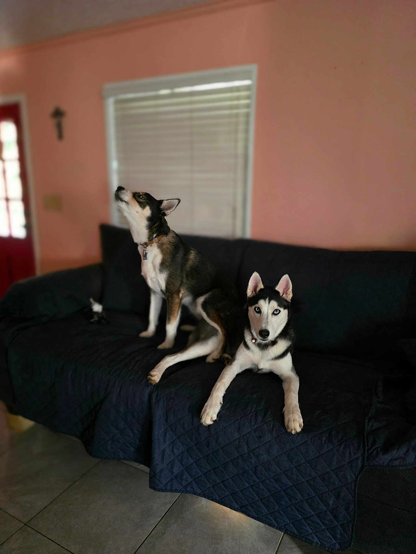 Bella And Husky joined the competition — help win amazing prizes! dog, pets, couch, indoor, window, quilted_blanket, floor_tiles, collar, black_and_white, brown_and_white, ears, sitting, lying_down, blue_eyes, domestic, room_interior, door, window_blinds, relaxing, animal