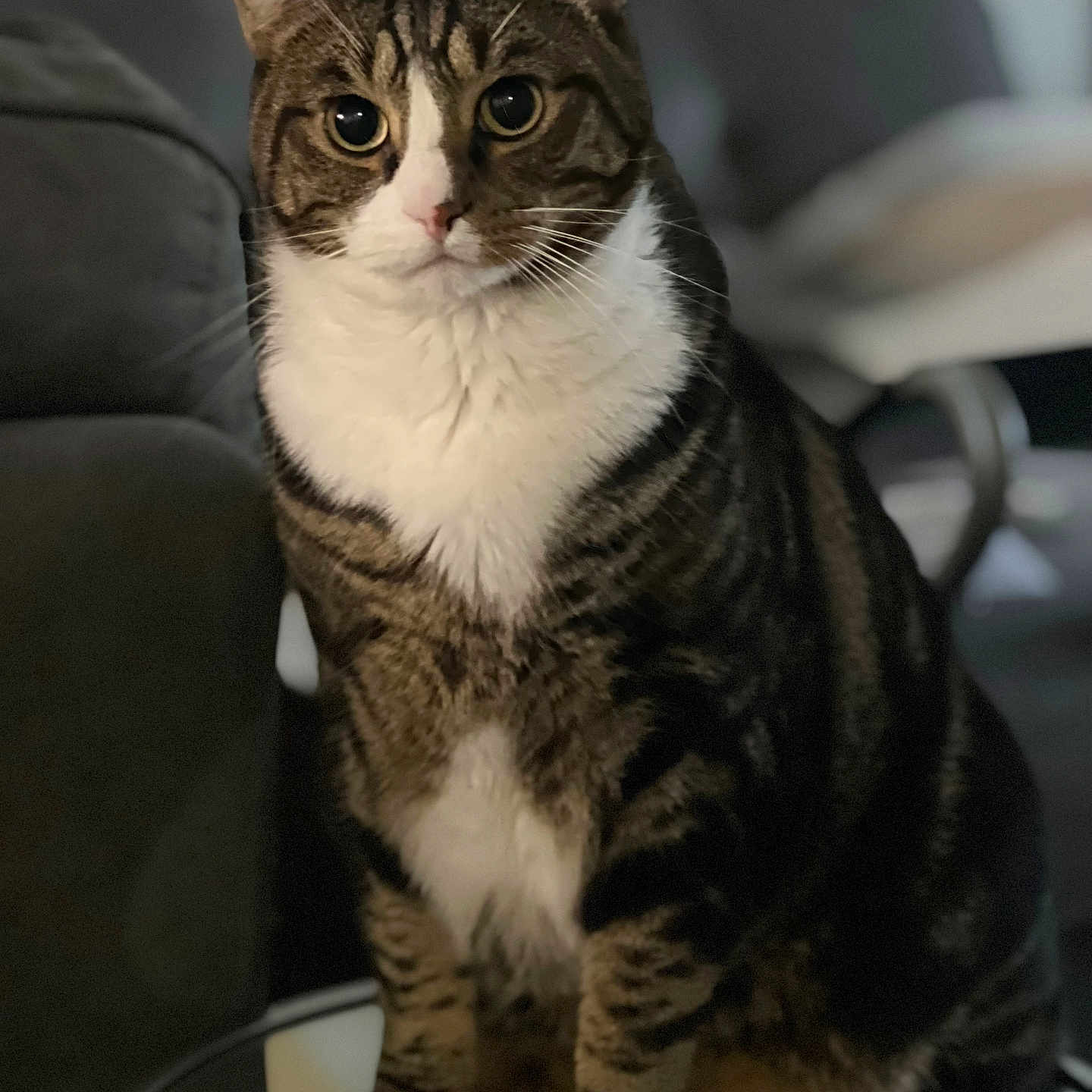 Tulus is registered to the contest to win money with this photo: abyssinian, animal, architecture, armchair, building, cat, chair, couch, egyptiancat, furniture, indoors, kitten, livingroom, manx, pet, room