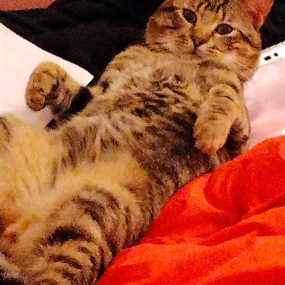 Mon Gars participe au concours pour gagner de l'argent avec cette photo : abyssinian, animal, bed, bedroom, blanket, cat, couch, cushion, face, furniture, head, homedecor, indoors, kitten, manx, person, pet, room, siamese, sleeping