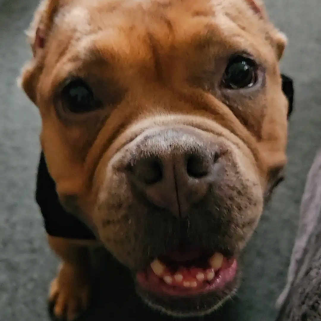 Dazy Boo Lamirande is registered to the contest to win money with this photo: animal, black_fur, brown_fur, canine, carpet, close_up, companion, curious, dog, domestic_animal, ears, floor, friendly, household, indoor, looking_up, pet, shoe, snout, teeth