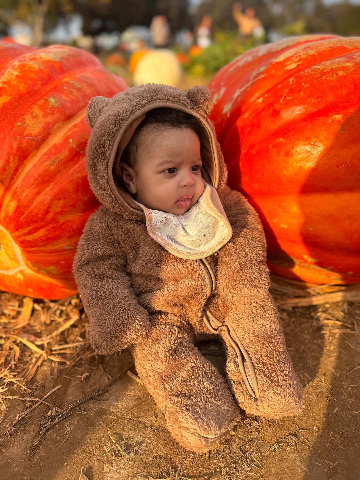 Karter joined the competition — help win amazing prizes! baby, child, pumpkin, costume, bear_suit, outdoor, fall, autumn, cute, portrait, infant, baby_clothing, nature, ground, orange, seasonal, person, warm_clothing, hood, daylight