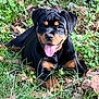 Aika a rejoint le concours — aidez-le/la à gagner de superbes lots ! rottweiler, puppy, dog, grass, leaves, outdoor, nature, pet, tongue_out, happy, canine, animal, black_and_tan, laying_down, sunlight, closeup, young, playful, summer, greenery