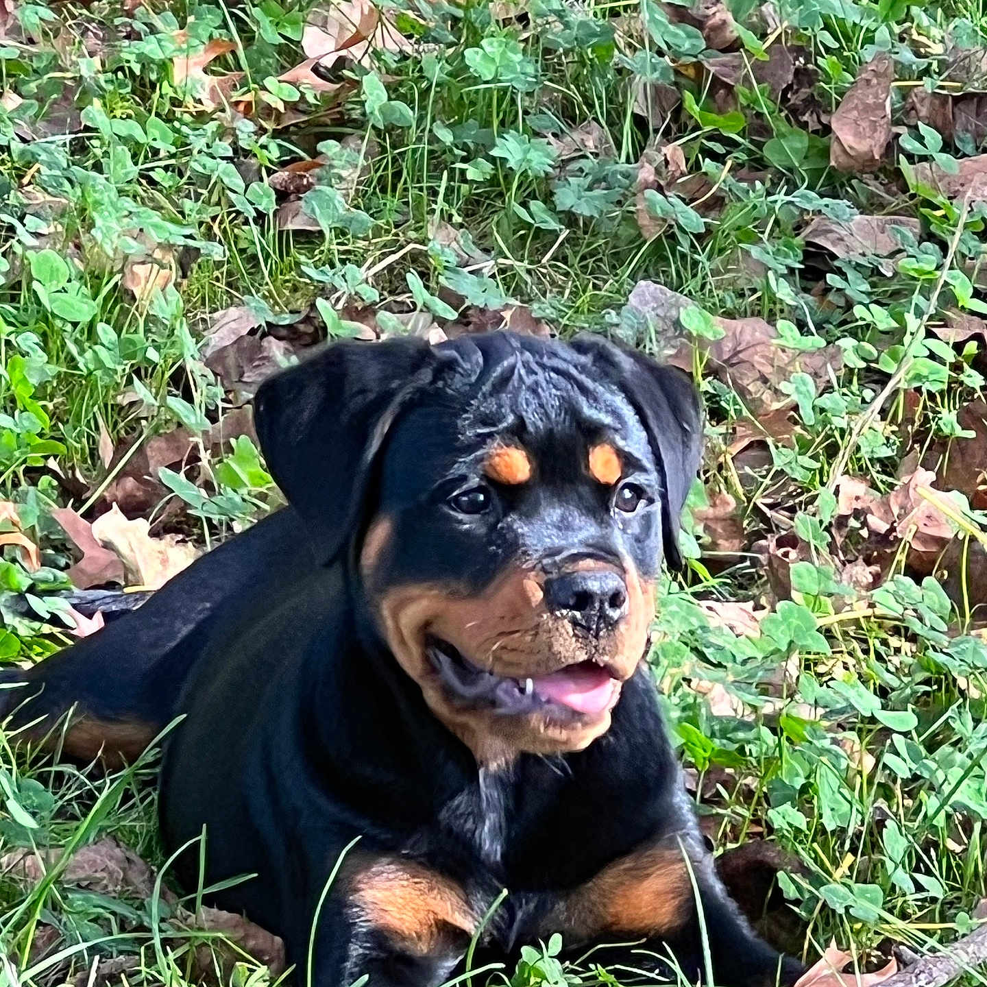 Aika participe au concours pour gagner de l'argent avec cette photo : animal, black_and_tan, canine, closeup, daylight, dog, ears, grass, happy, leaves, lying_down, muzzle, nature, outdoor, pet, playful, puppy, rottweiler, tongue, young