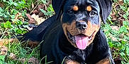 Aika a rejoint le concours — aidez-le/la à gagner de superbes lots ! rottweiler, puppy, dog, grass, leaves, outdoor, nature, animal, pet, tongue_out, happy, lying_down, black_and_tan, canine, playful, young_dog, summer, sunlight, close_up, adorable