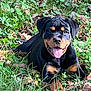 rottweiler, puppy, dog, grass, leaves, outdoor, nature, animal, pet, tongue_out, happy, lying_down, black_and_tan, canine, playful, young_dog, summer, sunlight, close_up, adorable