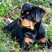 Aika a rejoint le concours — aidez-le/la à gagner de superbes lots ! rottweiler, puppy, dog, grass, leaves, outdoor, nature, animal, pet, canine, laying, young, fur, black, brown, portrait, calm, curious, daylight, mammal