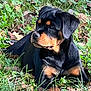 rottweiler, puppy, dog, grass, leaves, outdoor, nature, animal, pet, canine, laying, young, fur, black, brown, portrait, calm, curious, daylight, mammal