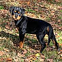 Aika participe au concours pour gagner de l'argent avec cette photo : rottweiler, puppy, dog, animal, grass, leaves, autumn, outdoor, nature, pet, canine, young, curious, sunlight, black, tan, standing, alert, fur, portrait