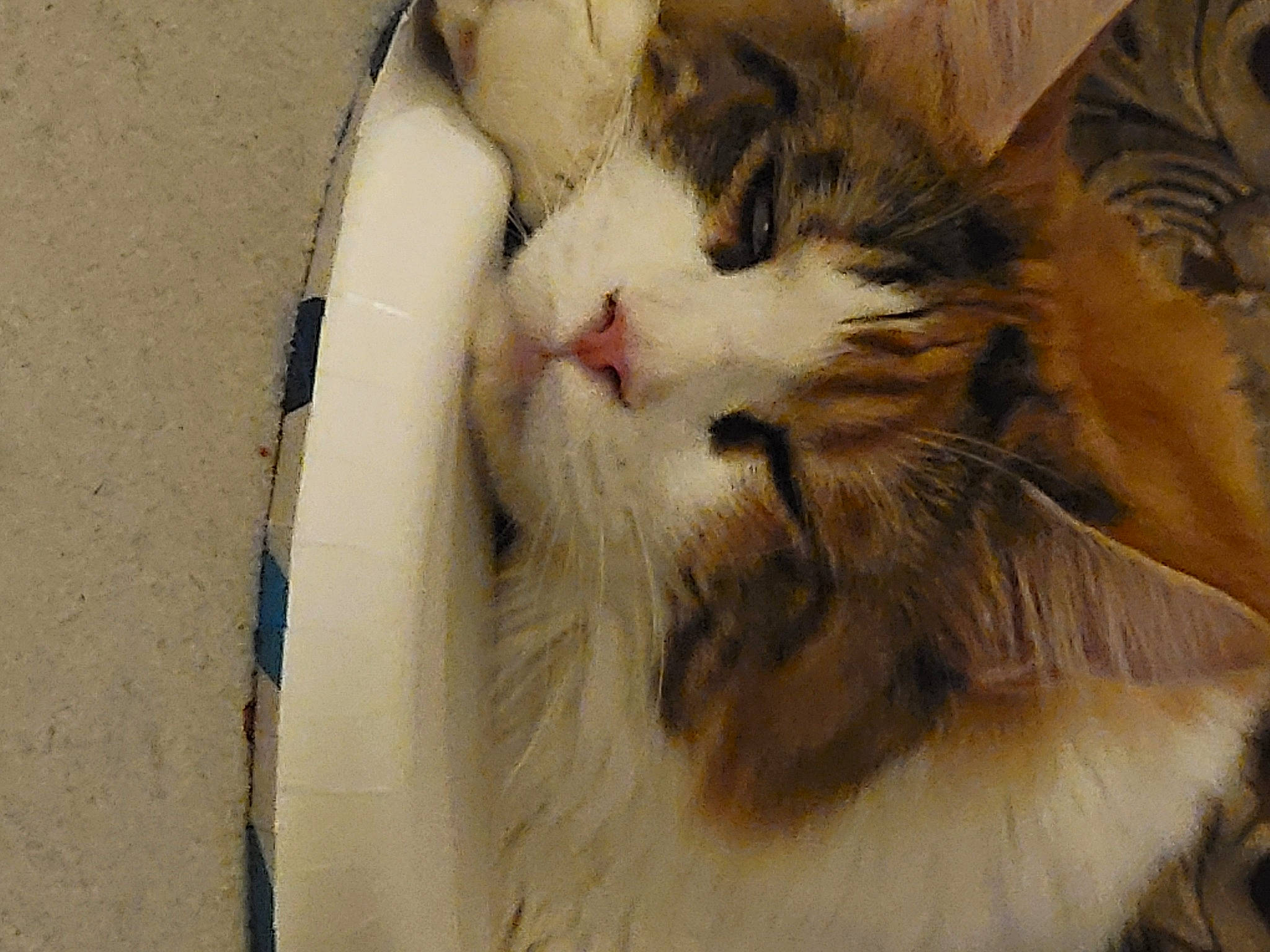 Bellatrix joined the competition — help win amazing prizes! box, cardboard, carnivore, cat, claw, comfort, domestic_short_haired_cat, fawn, felidae, fur, maine_coon, paw, small_to_medium_sized_cats, snout, terrestrial_animal, whiskers