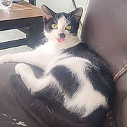 Batman joined the competition — help win amazing prizes! cat, black_and_white, tongue_out, chair, indoor, relaxed, feline, pet, whiskers, yellow_eyes, fur, domestic_animal, resting, wooden_table, glass, playful, cute, animal, closeup, home