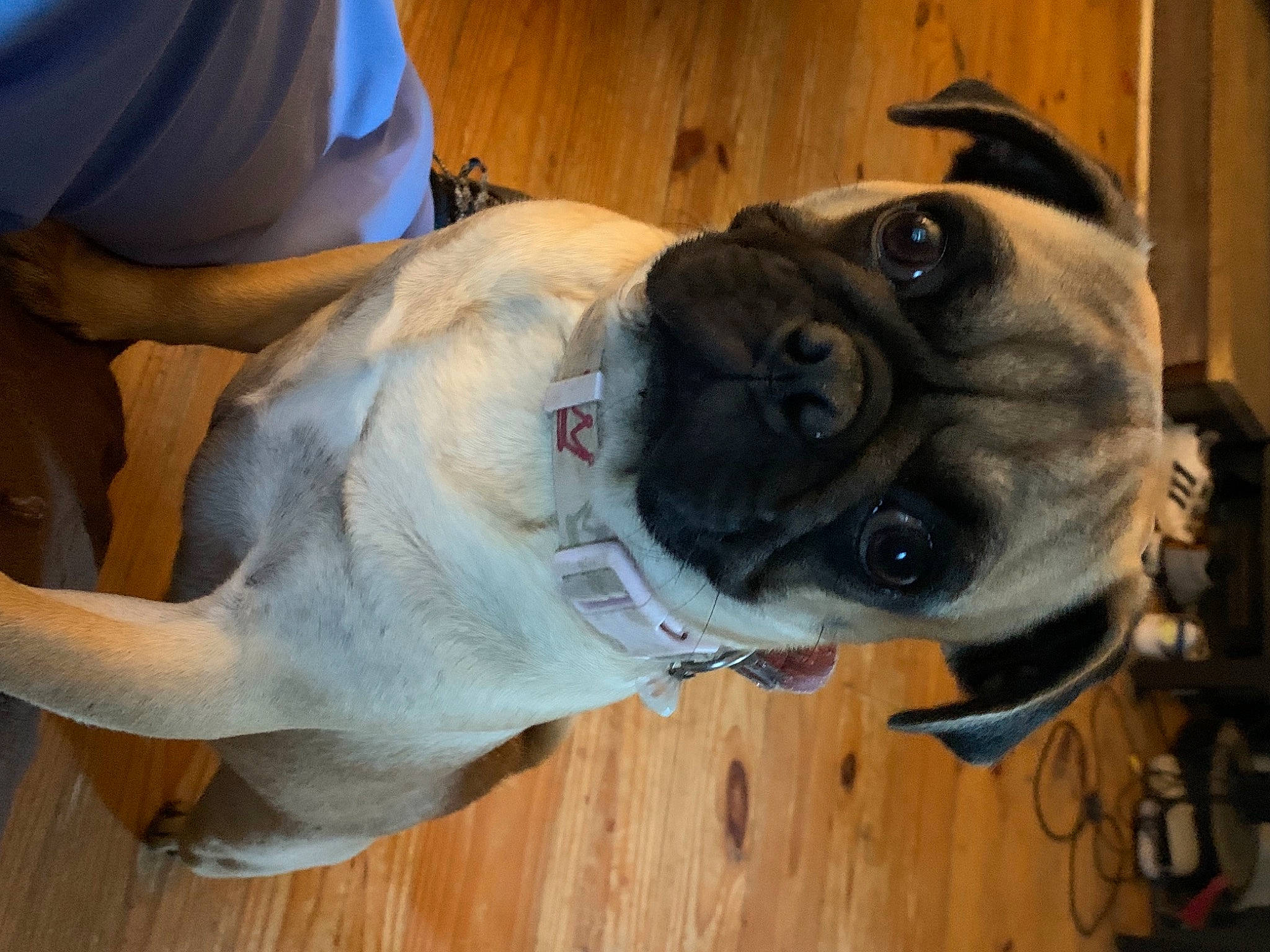 Izzy is registered to the contest to win money with this photo: canidae, carnivore, collar, companion_dog, dog, dog_breed, dog_collar, fawn, fur, hardwood, molosser, pet_supply, pug, snout, sporting_group, toy_dog, wood, working_animal, working_dog, wrinkle