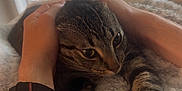 Silv joined the competition — help win amazing prizes! cat, tabby, pet, animal, feline, hands, tattoo, wristwatch, blanket, cozy, indoor, window, blinds, light, resting, fur, closeup, comfort, relaxation, human