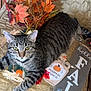 Silv joined the competition — help win amazing prizes! cat, tabby, autumn, fall, leaves, decorations, pumpkin, sign, chair, quilt, orange, brown, green, relaxed, indoor, cozy, seasonal, holiday, pet, feline