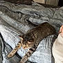 Silv joined the competition — help win amazing prizes! cat, tabby, bed, blanket, gray, stretching, indoor, feline, pet, relaxed, sleepy, person, hand, white_shirt, cozy, domestic, fur, paws, resting, comfort