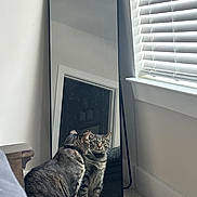 Silv is registered to the contest to win money with this photo: cat, tabby_cat, mirror, reflection, carpet, window_blinds, indoor, furniture, wooden_table, pet, animal, curious, sitting, striped, home, daylight, floor, looking, domestic_cat, feline