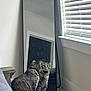 cat, tabby_cat, mirror, reflection, carpet, window_blinds, indoor, furniture, wooden_table, pet, animal, curious, sitting, striped, home, daylight, floor, looking, domestic_cat, feline
