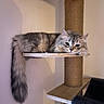 Malya a rejoint le concours — aidez-le/la à gagner de superbes lots ! animal, cat, cat_tree, cozy, cute, feline, fluffy, fur, gray, home, indoor, lazy, long_tail, pet, portrait, relaxed, resting, side_view, sitting, wooden_platform