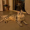 Malya participe au concours pour gagner de l'argent avec cette photo : animal, cat, cat_tree, cozy, curious, domestic, evening, feline, floor, fluffy, furniture, home, indoor, pet, reflection, relaxed, resting, tile_floor, wide_eyes, window