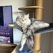 Malya participe au concours pour gagner de l'argent avec cette photo : animal, cat, cat_tree, cozy, feline, fluffy, fur, furniture, gray_cat, home, indoors, paw, pet, relaxed, resting, sleeping, soft_texture, tail, television, wood