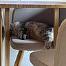 animal, cat, chair, cozy, cushion, domestic, floor, fluffy, furniture, home, indoor, legs, peaceful, pet, quiet, relaxed, resting, side_view, sleeping, wooden_table